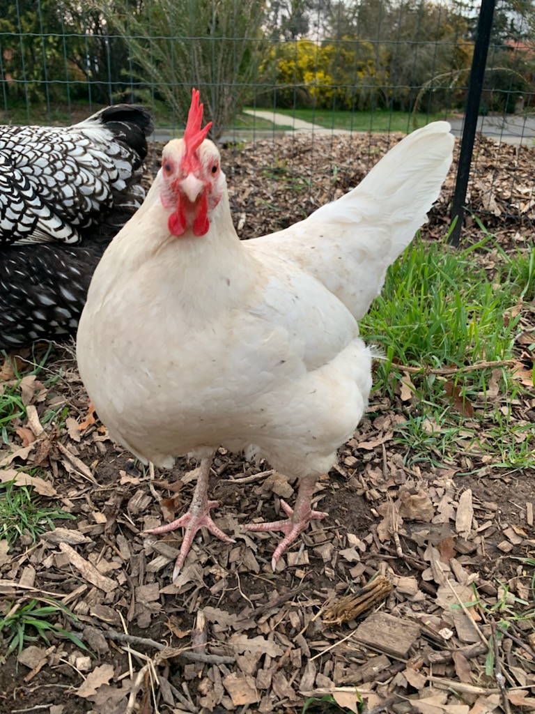 Weatherwings chicken