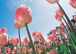 Floriade Thumbnail